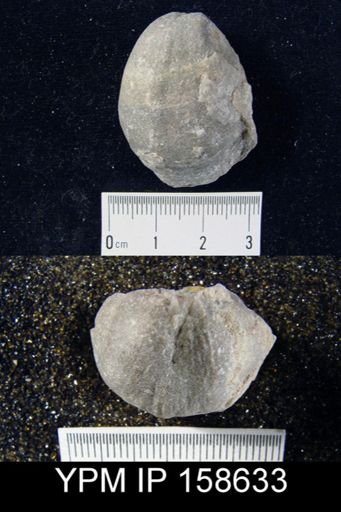 Clorinda barrandei