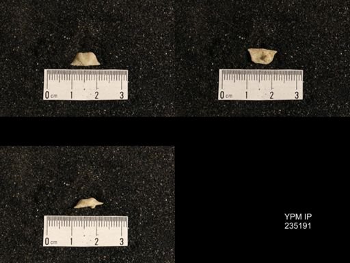 Lissochonetes geinitzianus var. plattsmouthensis