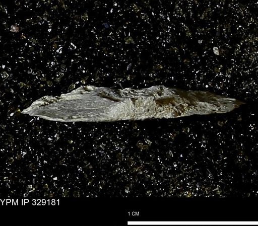 Pholidostrophia iowaensis