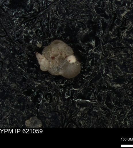 undet. Foraminiferida