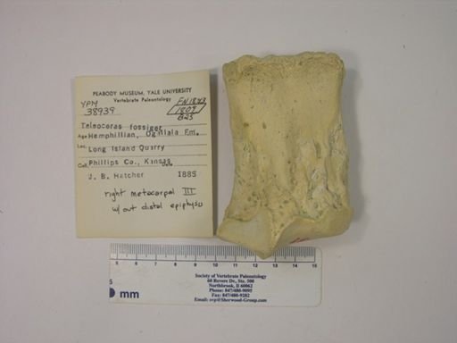 Teleoceras fossiger