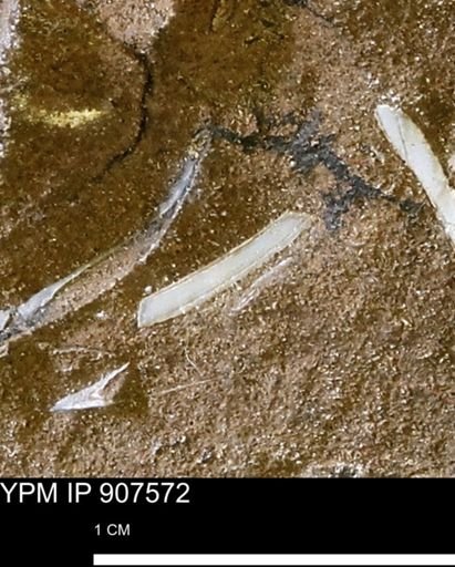 undet. Mollusca