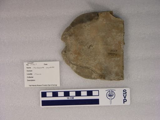 Ptychogaster emydoides