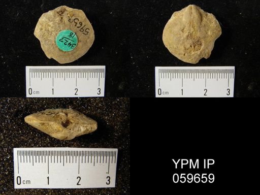 Beachia condoni