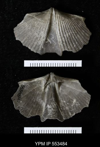 Spirifer audacula