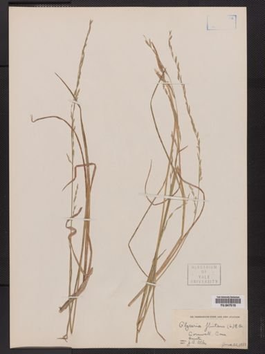 Glyceria fluitans