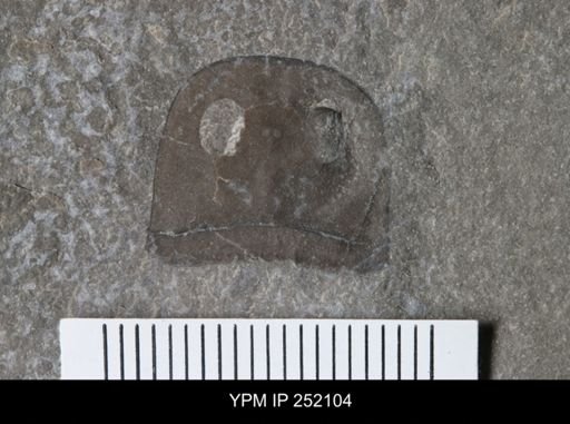 Eurypterus sp.