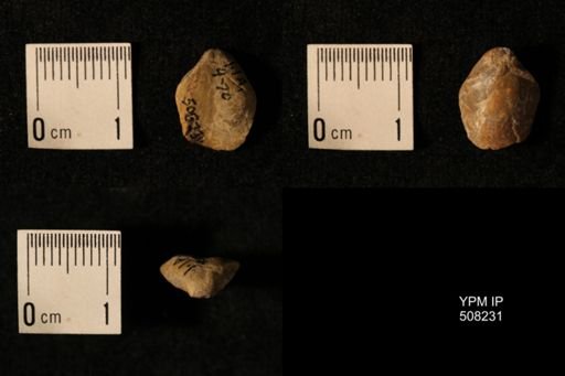 Dielasma aff. prolongatum