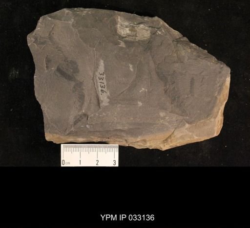 Mormolucoides articulatus