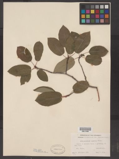 Amelanchier laevis