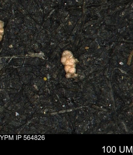 Verneuilinoides kansasensis