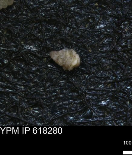 undet. Foraminiferida
