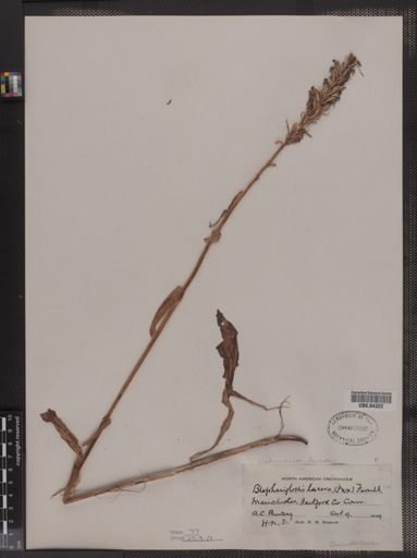 Blephariglottis lacera