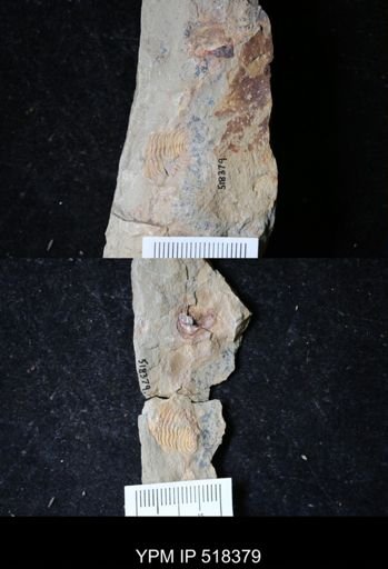 undet. Cheiruridae