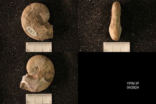 Hoploscaphites nicolletii