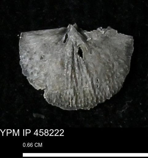 Chonetes mucronatus