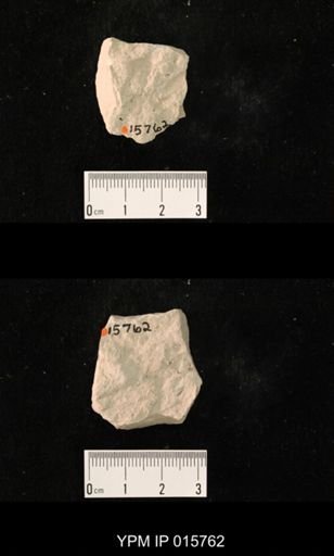 Probnis speciosa