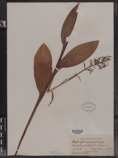 Blephariglottis psycodes