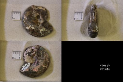 Hoploscaphites nicolletii
