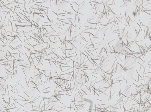 Oceanapia hondurasensis
