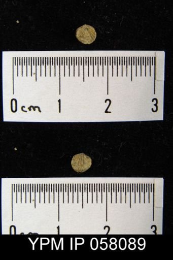 Anoplotheca concava