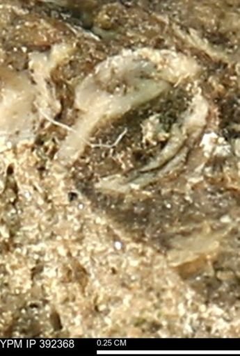 Protocardia subquadrata