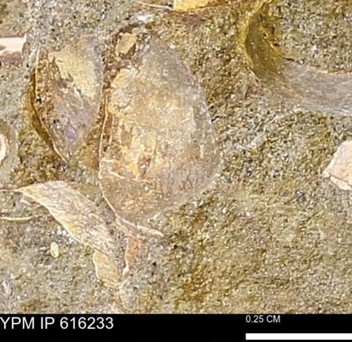 Protocardia subquadrata