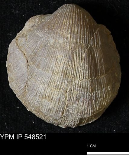 Stropheodonta navalis