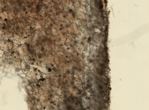 Haliclona (Reniera) tyroeis