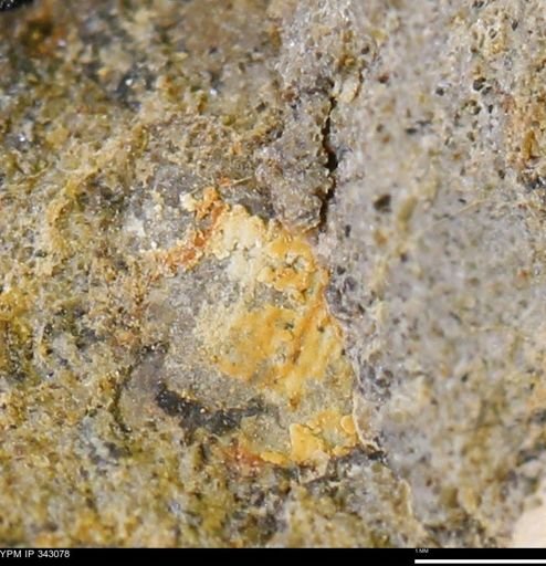 undet. Mollusca