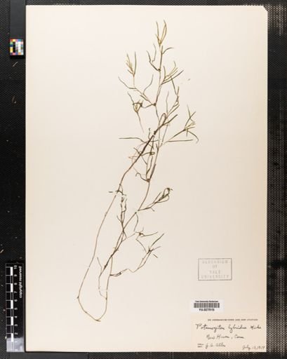 Potamogeton hybridus