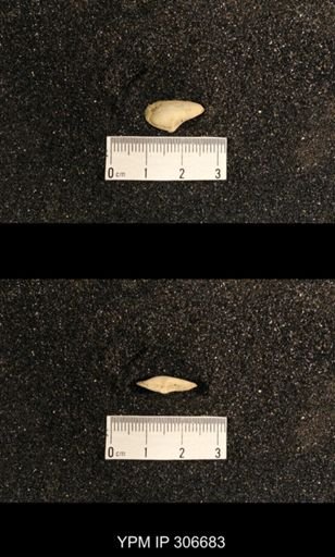 Phestia bellistriata