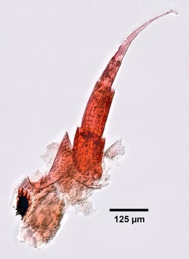 Hourstonius laguna