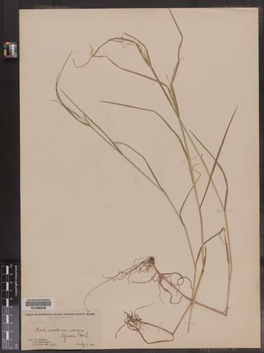 Agrostis perennans