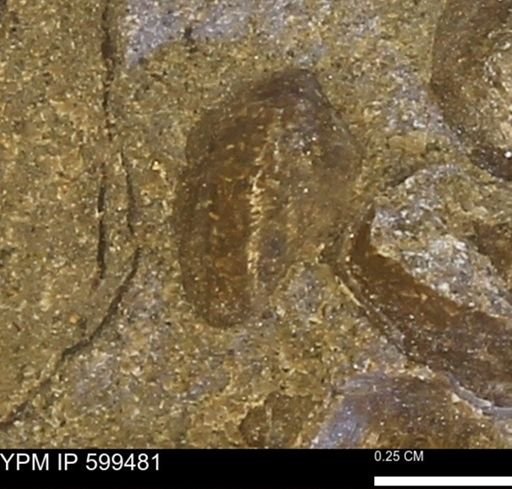 Protocardia subquadrata