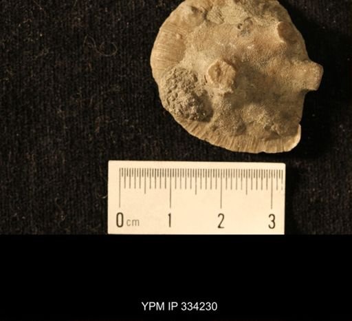 Agelacrinites pileus