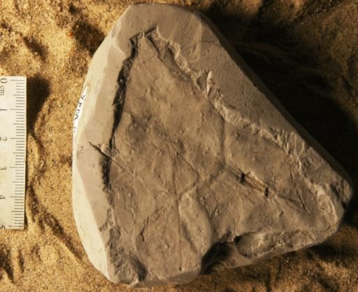 Menispermites borealis