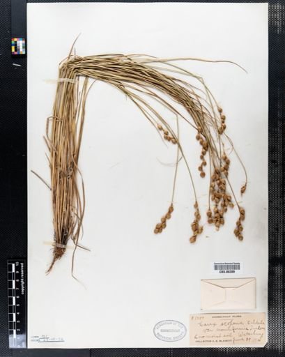 Carex scoparia