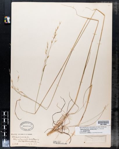 Piptochaetium avenaceum