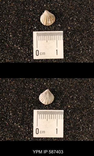 Camarotoechia whitei