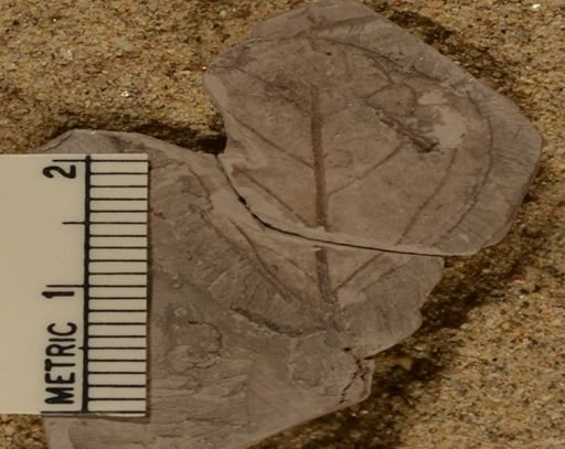 Celastrophyllum newberryanum