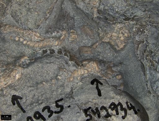 Aplocoma damesii
