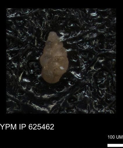 undet. Heterohelicidae