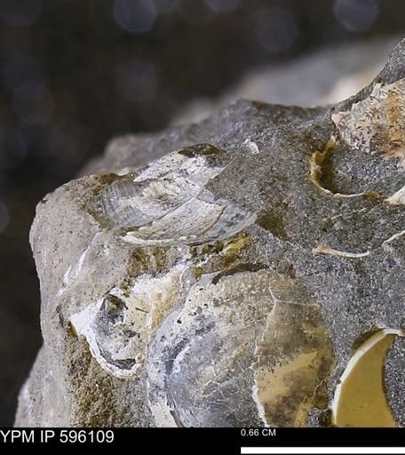 undet. Bivalvia