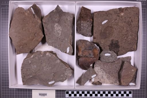 mixed taxa, stratigraphic collection
