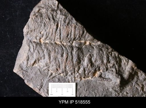 Cruziana sp.