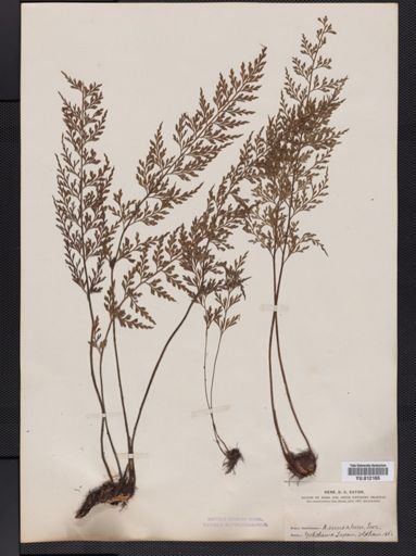 Asplenium