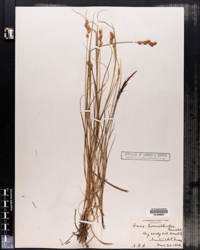 Carex hormathodes