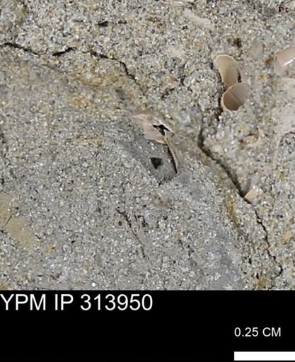 undet. Mollusca