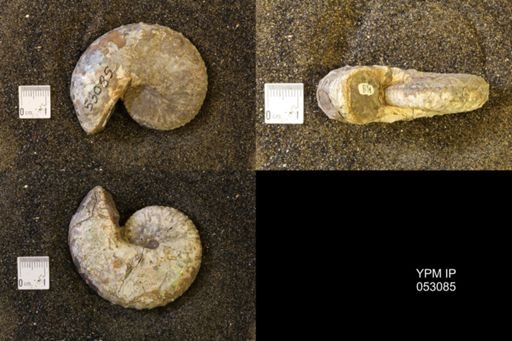 Discoscaphites conradi